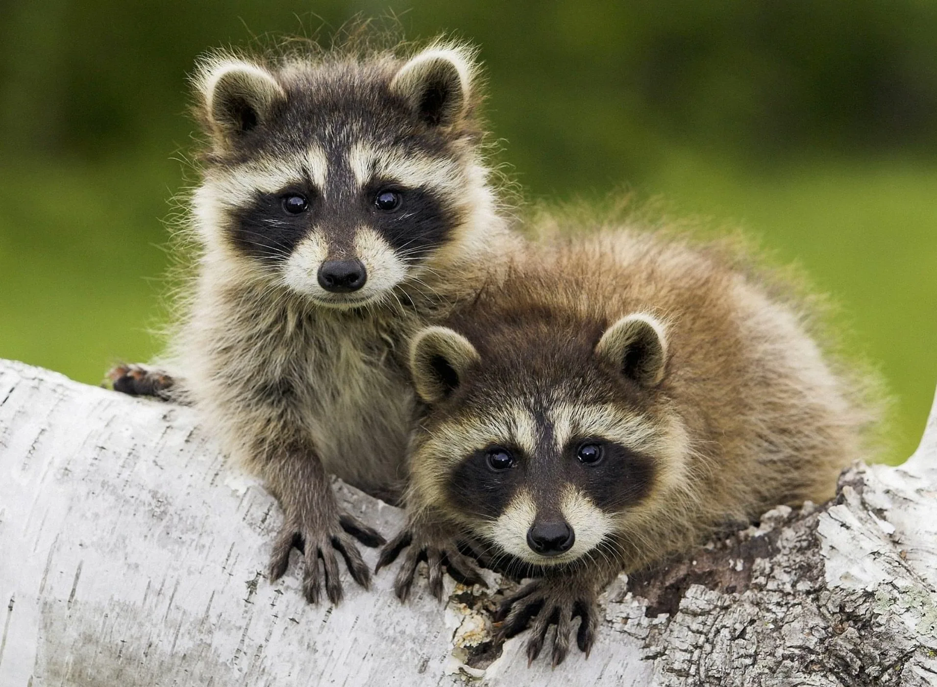 Пример изображения